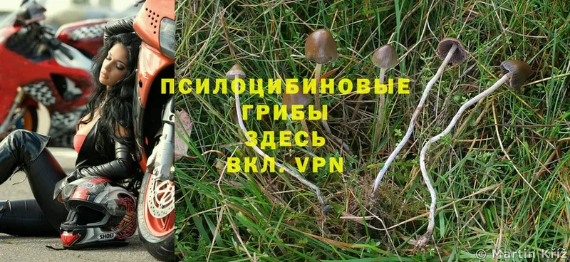 где продают наркотики  Новоалтайск  Галлюциногенные грибы Psilocybe 